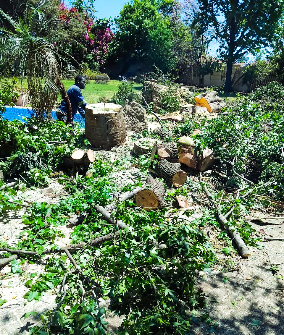 2bros-tree-felling-4