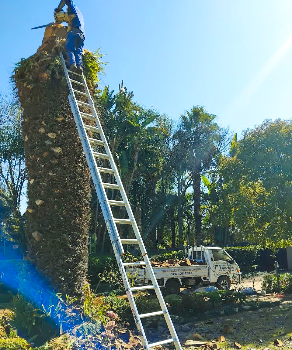 2bros-tree-felling-5