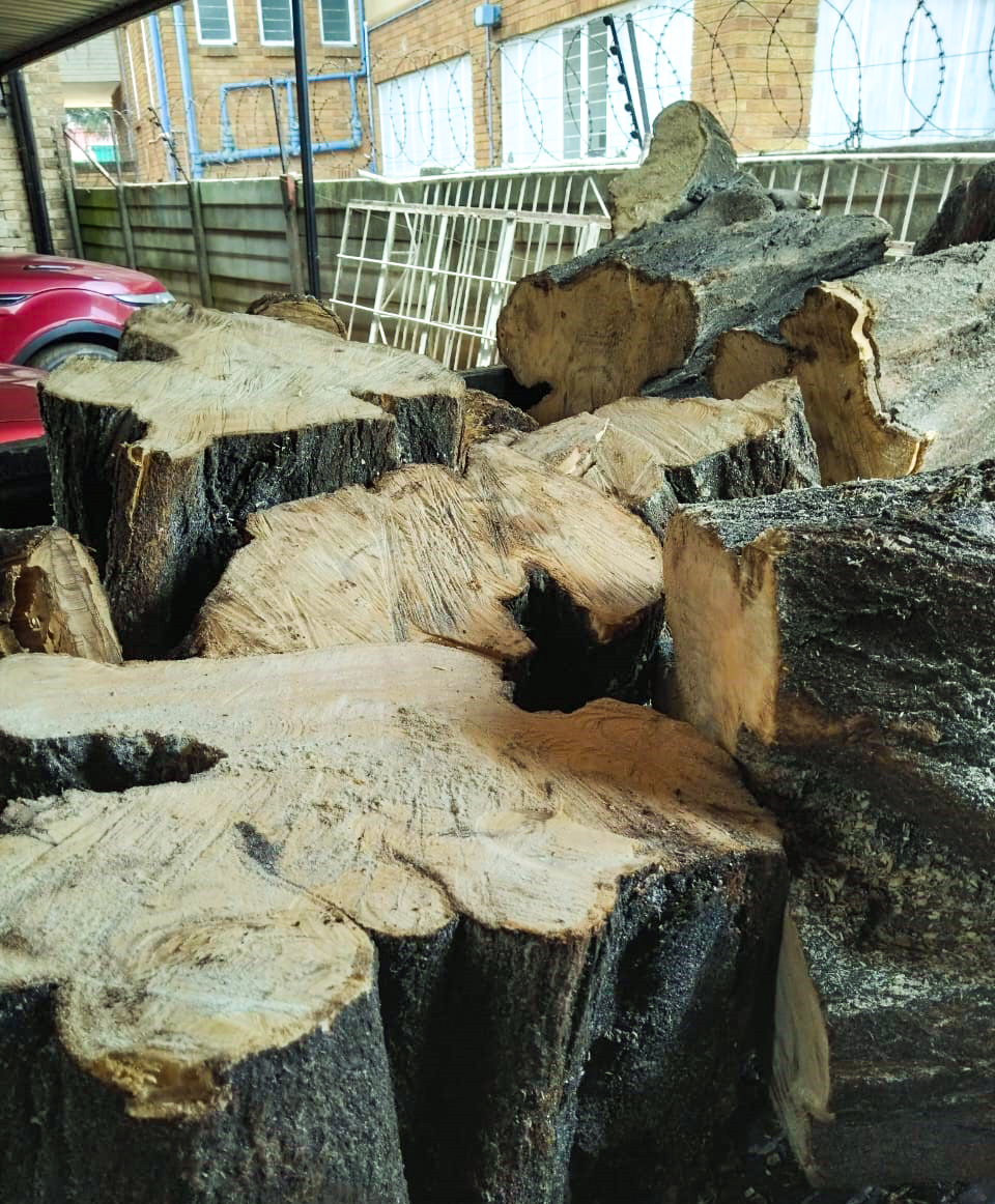 2bros-tree-felling-6